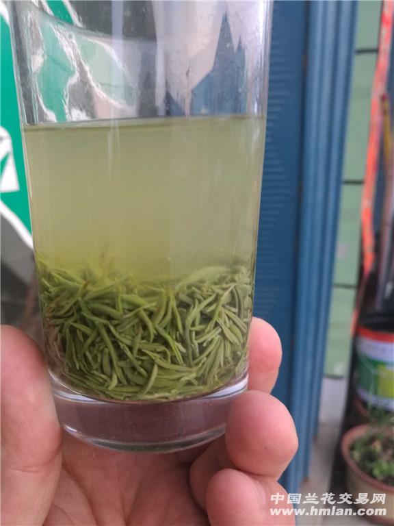 2018年信陽毛尖明前茶 春日里的第一縷清雅